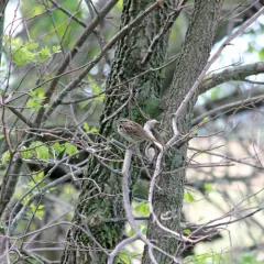 Song Sparrow thumbnail 2