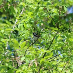 Chestnut-sided Warbler thumbnail 2