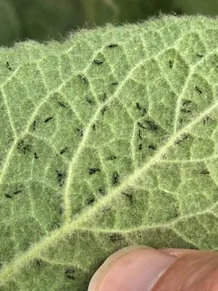 Mullein Thrips thumbnail 2