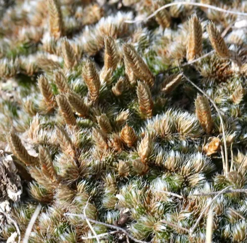 dense spikemoss