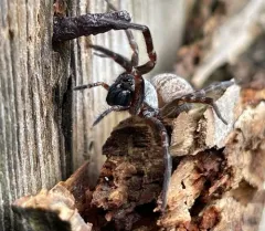Grey House Spider thumbnail 4