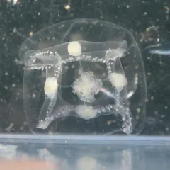 Umbrella Jelly thumbnail 3