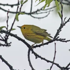 Northern Yellow Warbler thumbnail 1