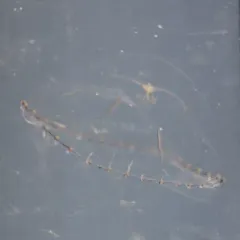 Gregarious Jelly thumbnail 2