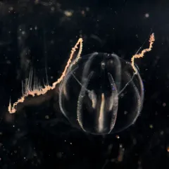 Pacific Sea Gooseberry thumbnail 4