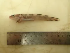 Arctic Eelpout thumbnail 4