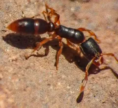 Common Porthole Ant thumbnail 3