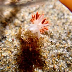 Three-lined Aeolid thumbnail 4