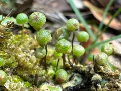 California asterella thumbnail 1