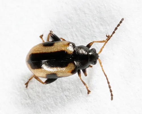 Phyllotreta robusta