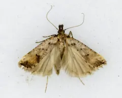 Dichomeris vacciniella thumbnail 2
