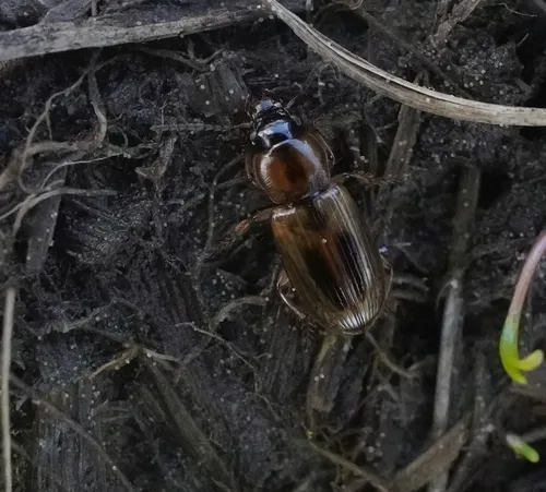 Comma Harp Ground Beetle
