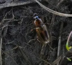 Comma Harp Ground Beetle thumbnail 1