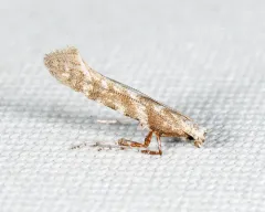 Caloptilia paradoxum thumbnail 2