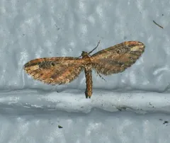 Eupithecia subapicata thumbnail 4