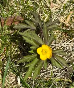 Yellow Anemone thumbnail 3