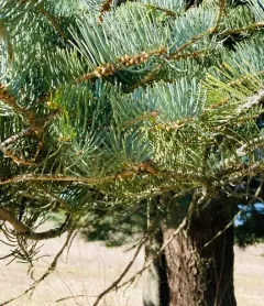 white fir thumbnail 4