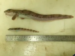 Checker Eelpout thumbnail 3