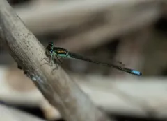 Black-fronted Forktail thumbnail 3
