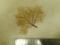 Aglaophenopsis cornuta thumbnail 2