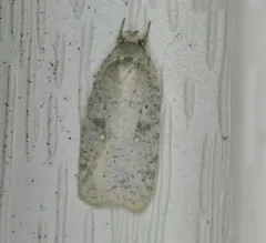 Clay-colored Agonopterix Moth thumbnail 4