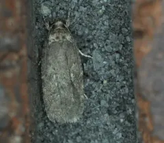 Clemens' Agonopterix thumbnail 3