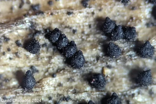 Coniochaeta pulveracea