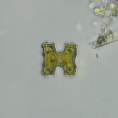 Cosmarium regnesi thumbnail 3