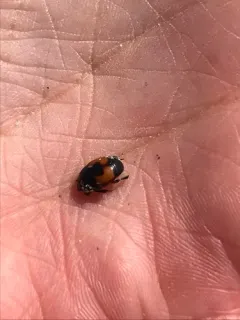 Spilodiscus sellatus thumbnail 1