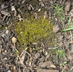 Flattened Entodon Moss thumbnail 2