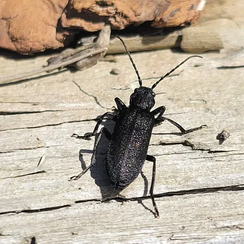 Cedar False Blister Beetle