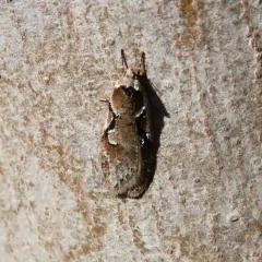 Merrick's Semioscopis thumbnail 2
