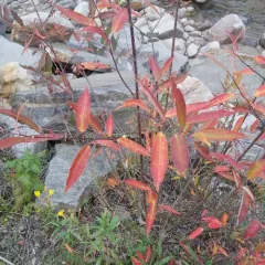 mackenzie's willow thumbnail 4