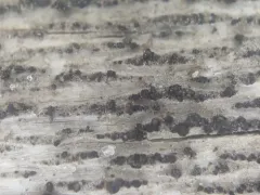 Sycamore Splank thumbnail 1