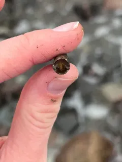 Cistenides granulata thumbnail 2
