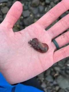 Amphiporus angulatus thumbnail 4