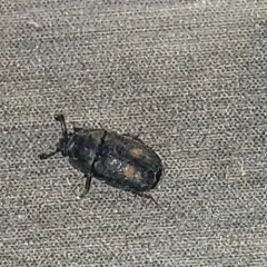 Two-dots Sap Beetle thumbnail 3
