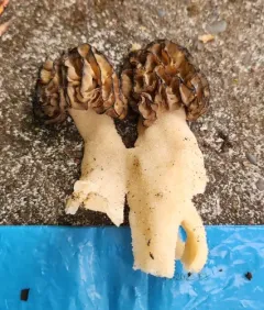 Morchella populiphila thumbnail 3