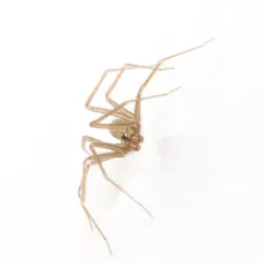 Pholcophora americana thumbnail 3