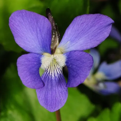 common blue violet