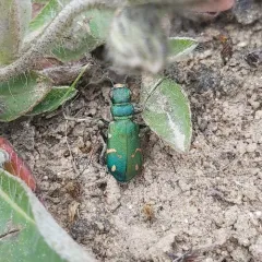 Boreal Long-lipped Tiger Beetle thumbnail 4