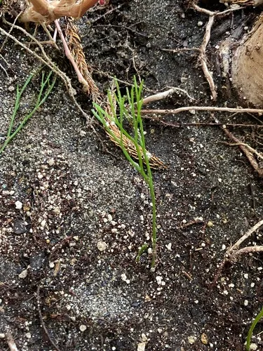 skeleton fork fern