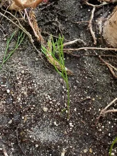 skeleton fork fern thumbnail 1