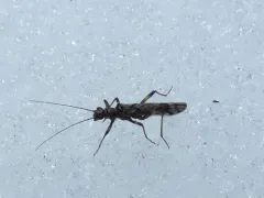 Columbian Forestfly thumbnail 3