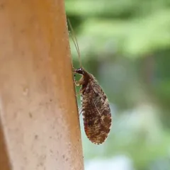 brown pine lacewing thumbnail 3