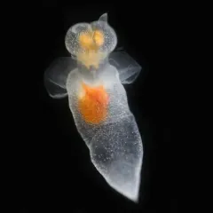 Naked Sea Butterfly thumbnail 2