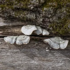 Stereum fasciatum thumbnail 3