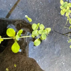 Pond water-starwort thumbnail 4