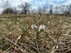 Midland Fawnlily thumbnail 2