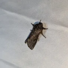 Gray Sallow thumbnail 3